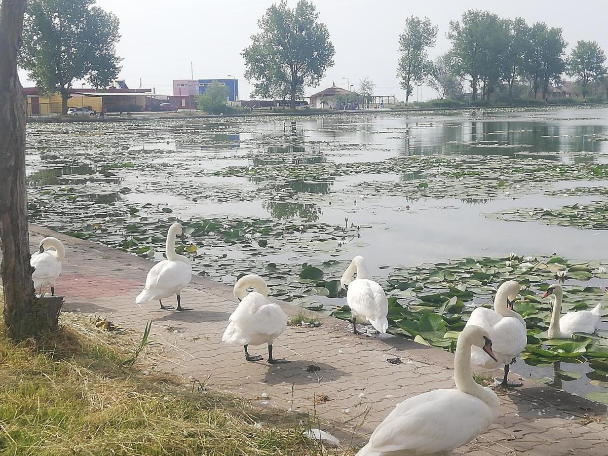 Pensiunea Scoika Steaguri Neptun Zewnętrze zdjęcie