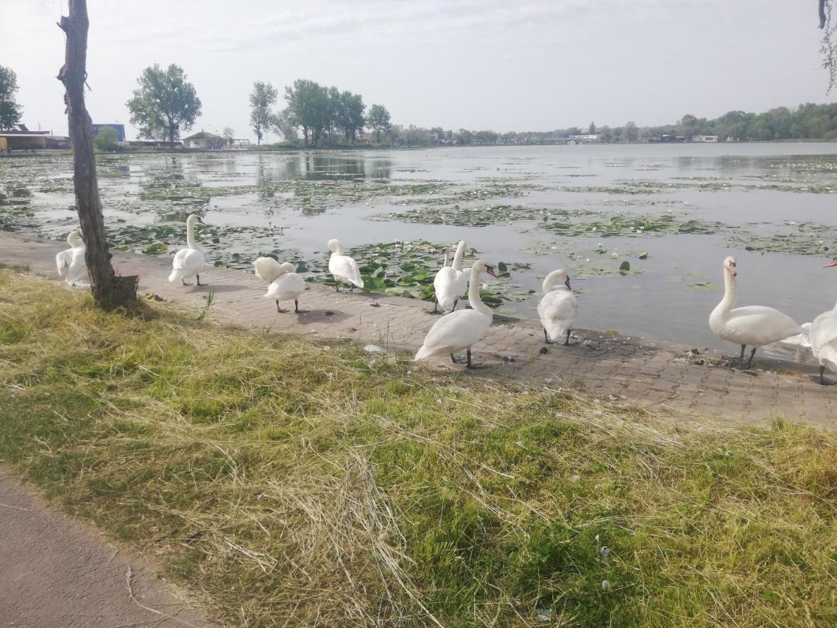 Pensiunea Scoika Steaguri Neptun Zewnętrze zdjęcie