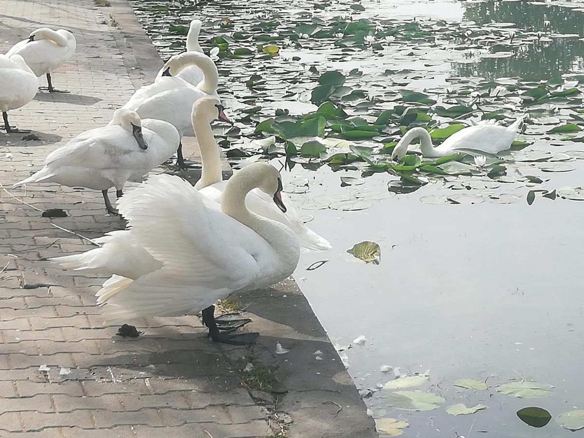 Pensiunea Scoika Steaguri Neptun Zewnętrze zdjęcie