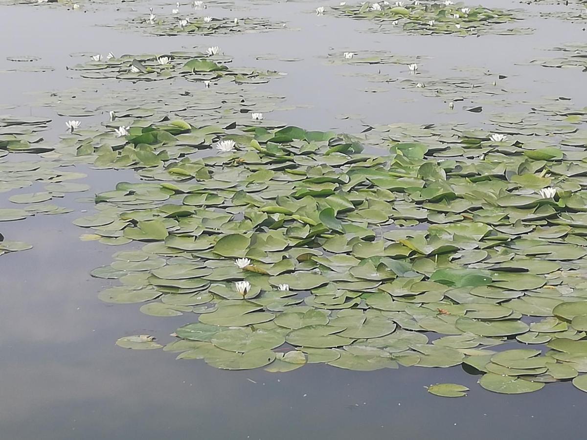 Pensiunea Scoika Steaguri Neptun Zewnętrze zdjęcie