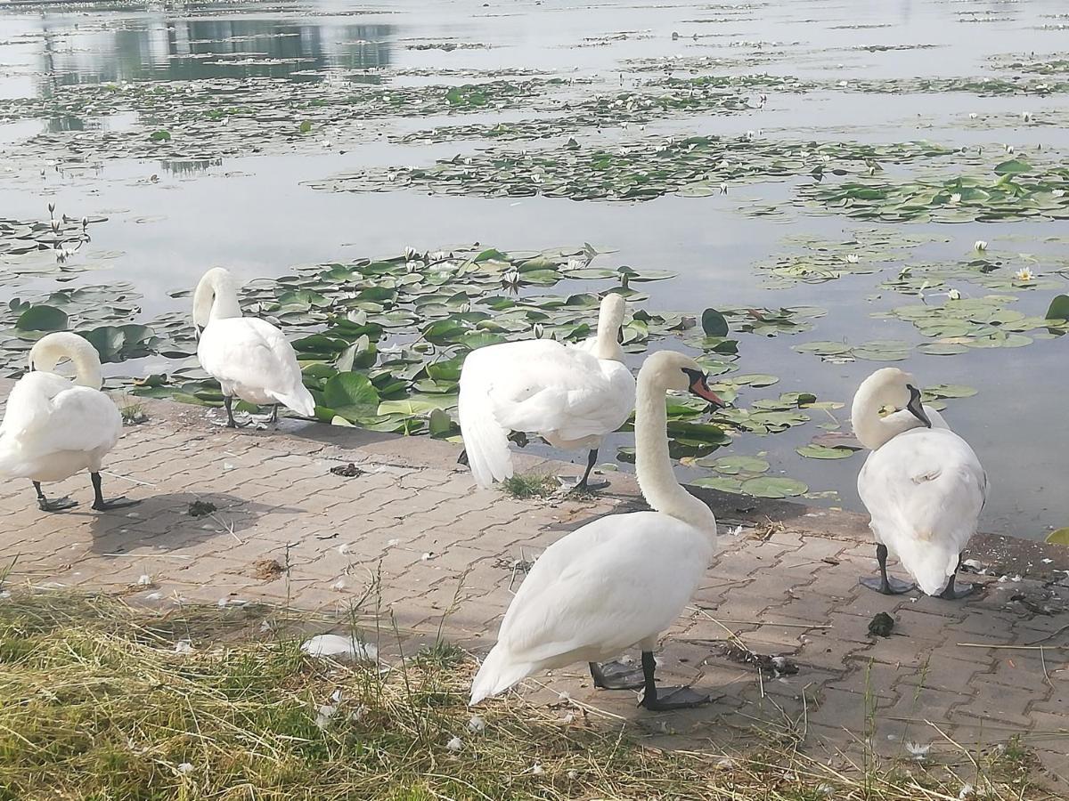 Pensiunea Scoika Steaguri Neptun Zewnętrze zdjęcie